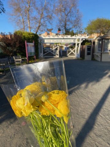 Ranunculus Yellow Bouquet Flower Fields